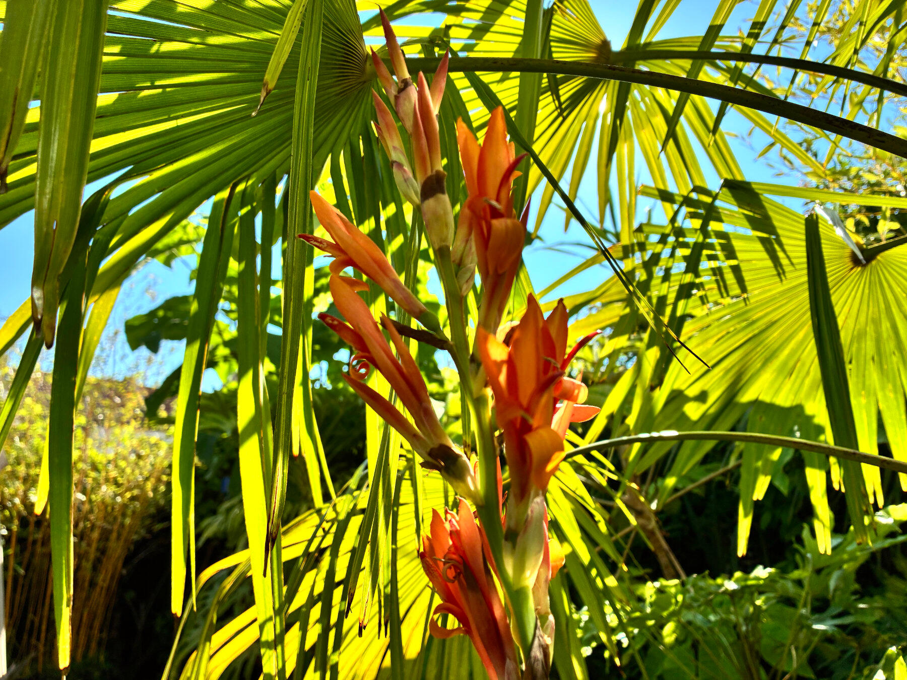 Canna Annei Canna Annei flower against palm fronds