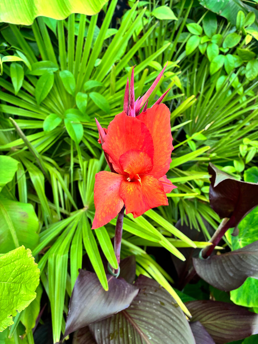 Canna Tropicana Black flower against palms