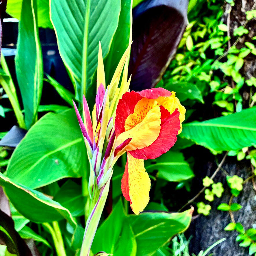 Canna Cleopatra flower