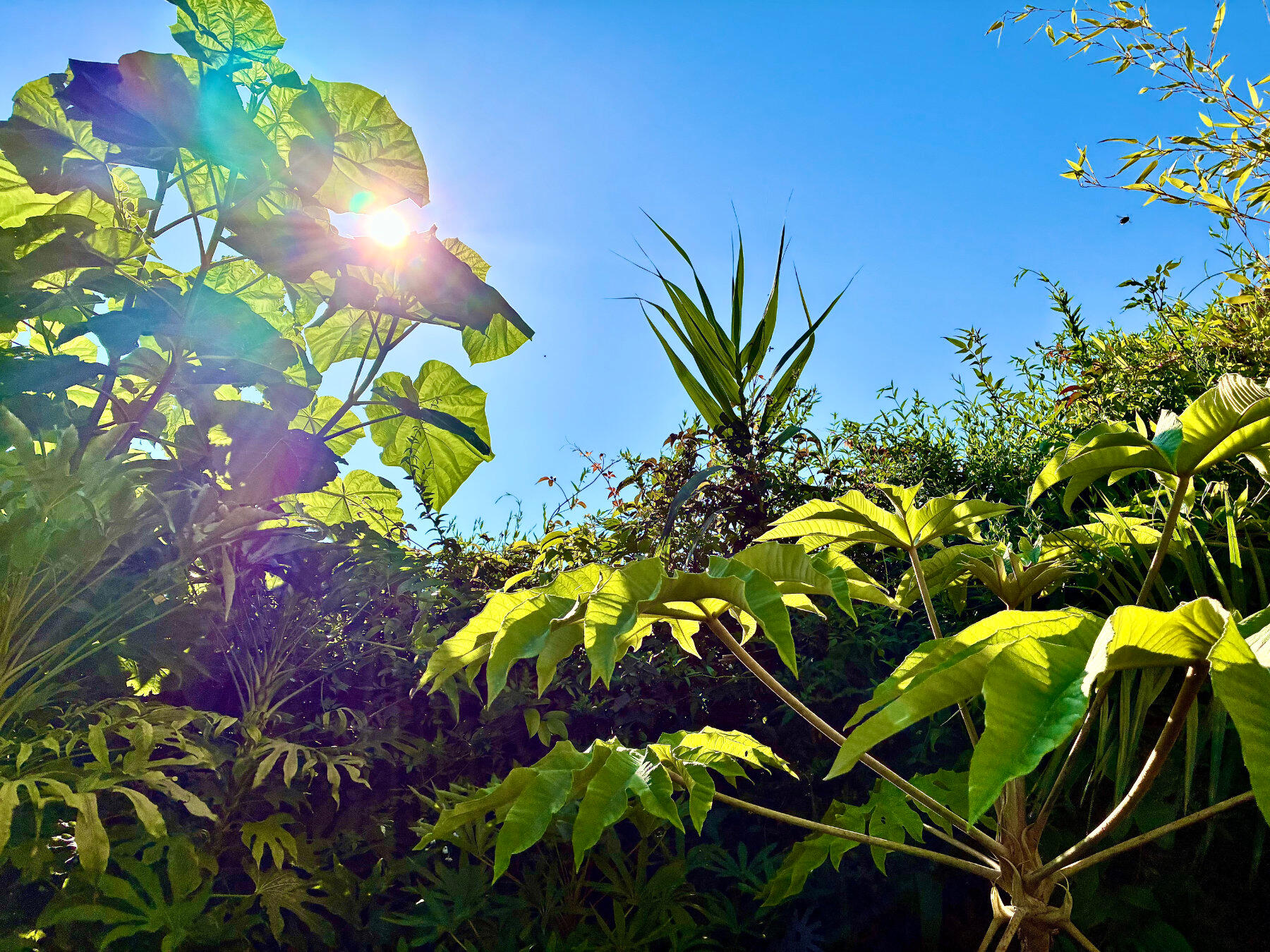 Morning sun Paulownia Morning sun Paulownia