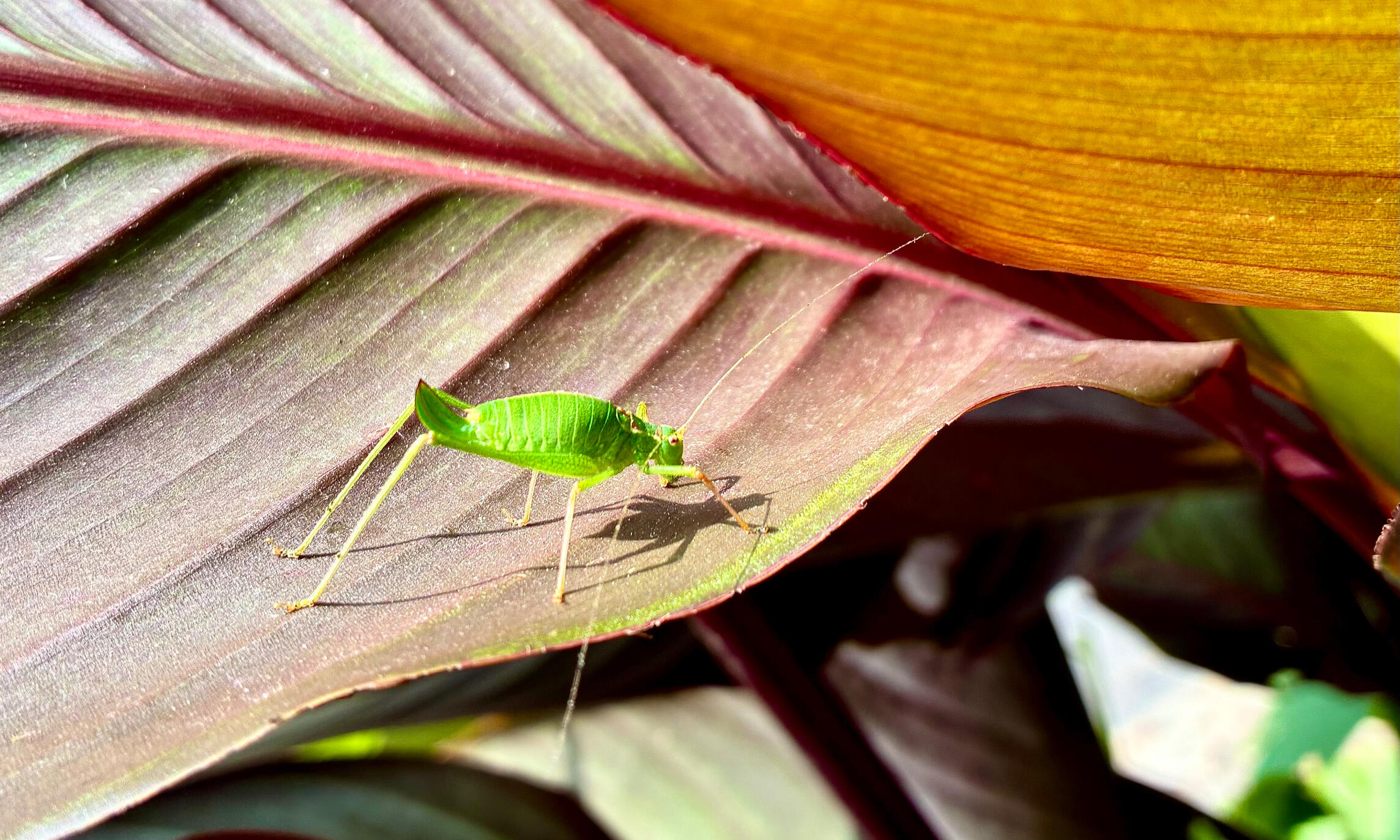 Bush cricket on canna leaf