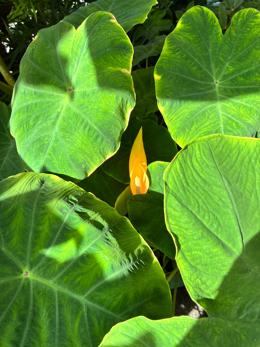 Colocasia Gaoligongensis Flower Colocasia Gaoligongensis Flower
