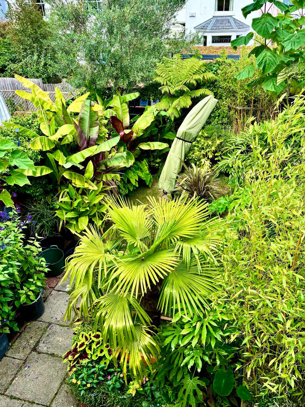 Garden viewed from above