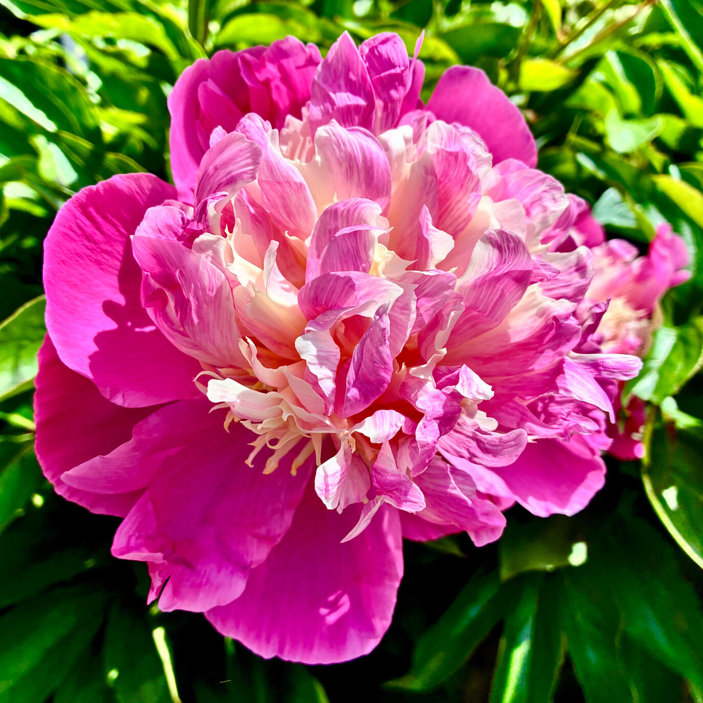 Peony Bowl of Beauty in full bloom