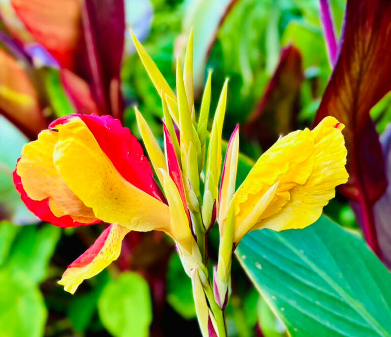 Canna Cleopatra flower