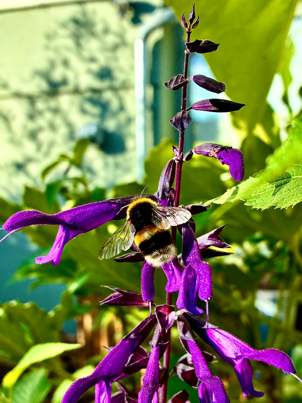 Bee on salvia flower