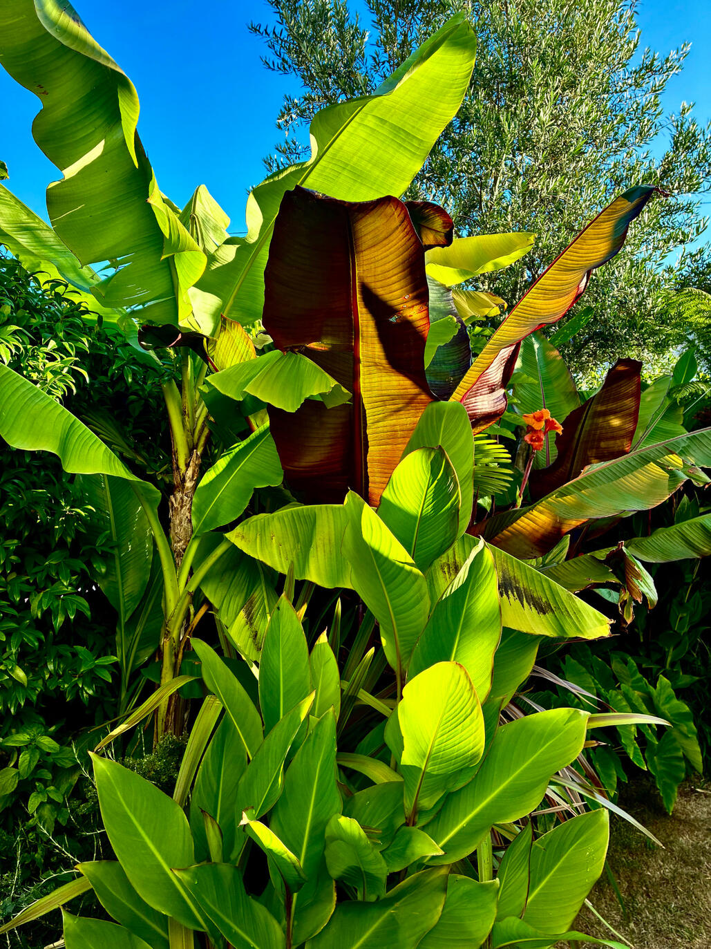 Musa Basjoo, Canna Musifolia & Ensete Ventricosum Maurellii foliage