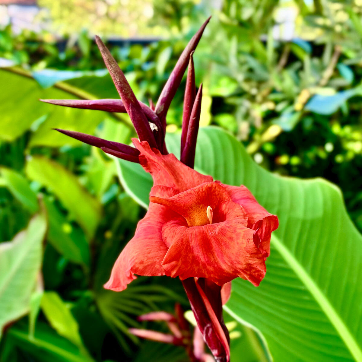Canna Australia Canna Australia flower