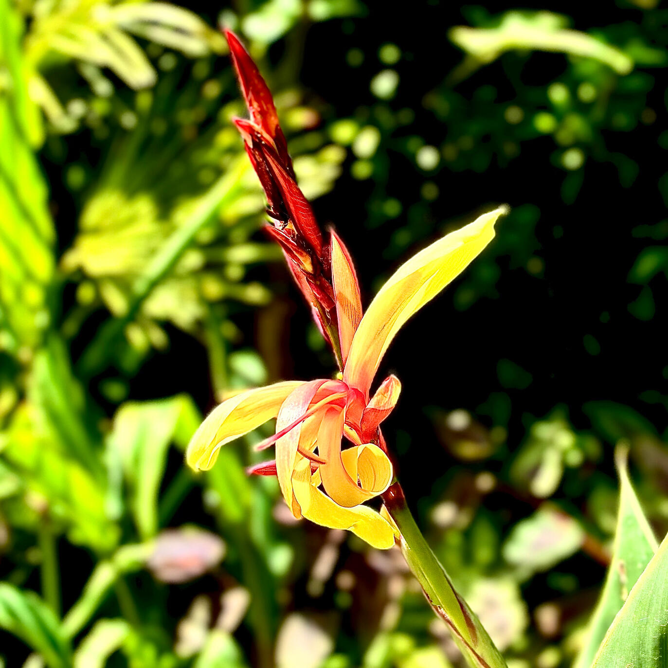 Canna Panache Canna Panache flower