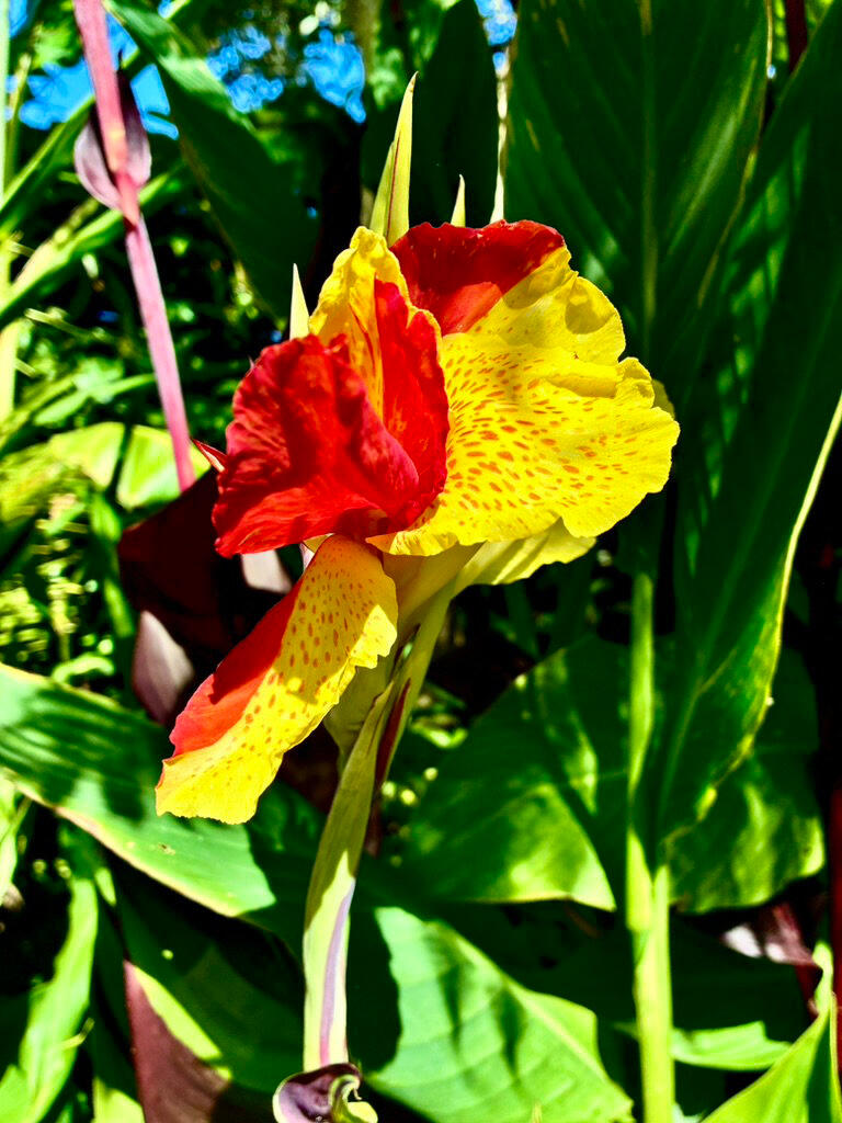 Canna Cleopatra Canna Cleopatra flower