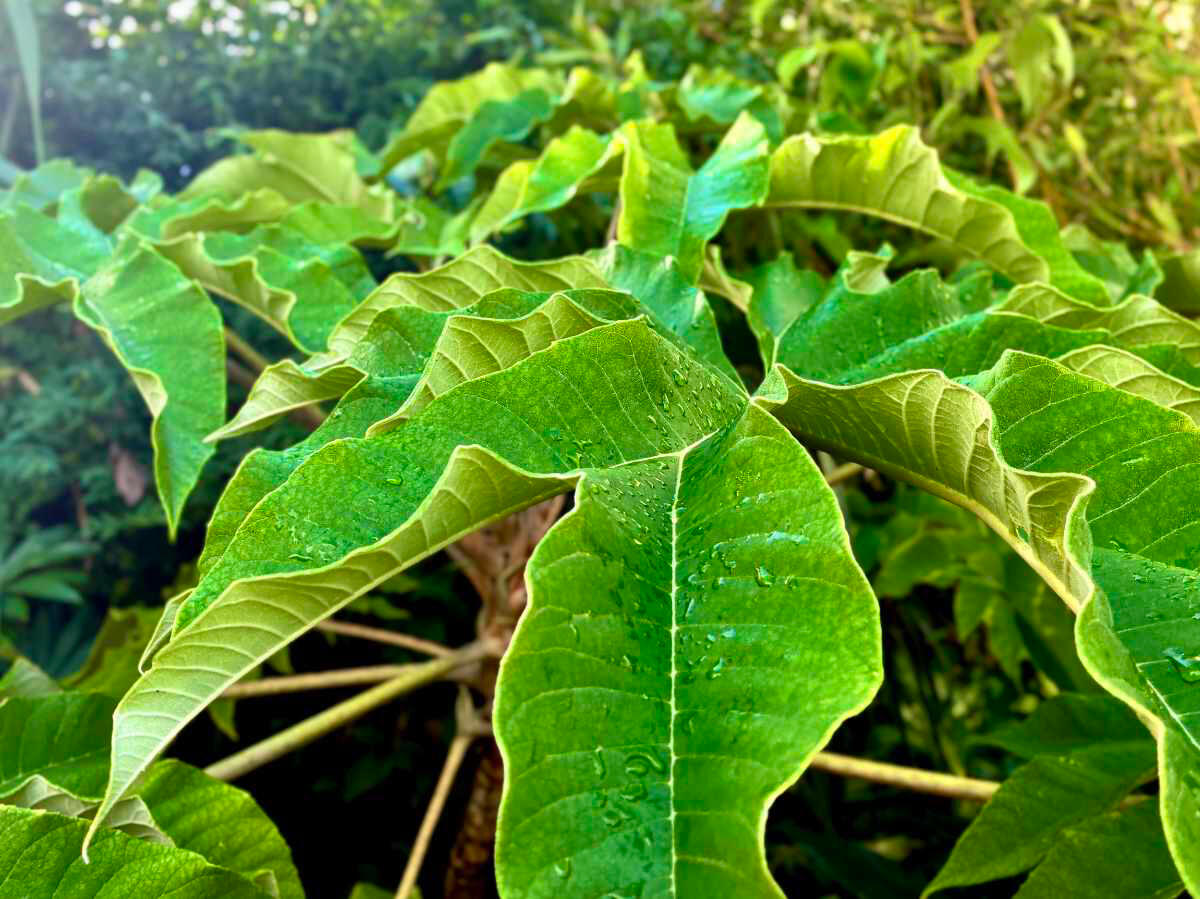 Tetrapanax Papyrifer Rex Tetrapanax Papyrifer Rex leaves